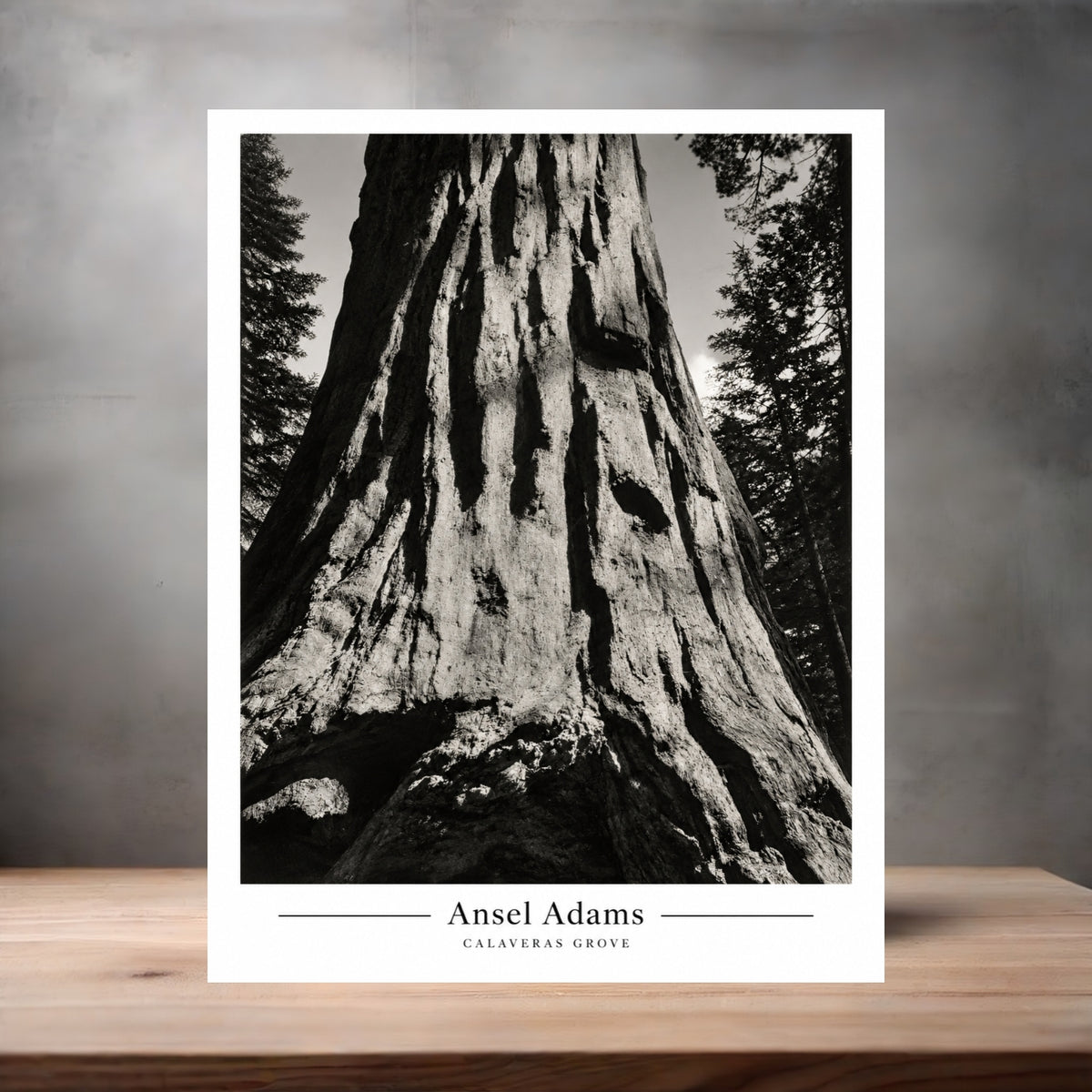 Ansel Adams 8.5" x 11" art print set of 2, glossy and matte. Calaveras Grove